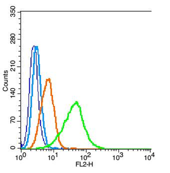 3-Nitrotyrosine Rabbit Polyclonal Antibody