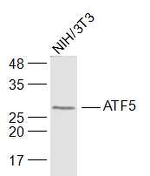 ATF5 Rabbit Polyclonal Antibody