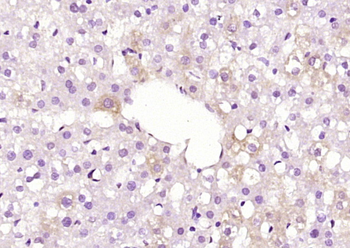 C1QL3 Rabbit Polyclonal Antibody