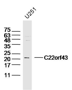 C22orf43 Rabbit Polyclonal Antibody