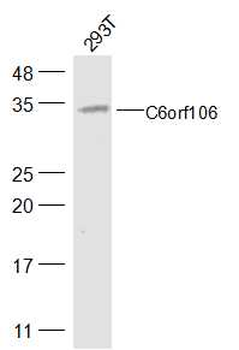 C6orf106 Rabbit Polyclonal Antibody