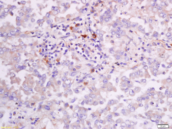 CD28 Rabbit Polyclonal Antibody