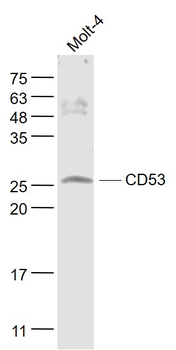 CD53 Rabbit Polyclonal Antibody