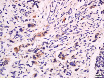 CD53 Rabbit Polyclonal Antibody