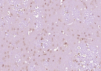 C-fos Rabbit Polyclonal Antibody