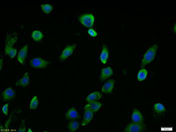 C-fos Rabbit Polyclonal Antibody