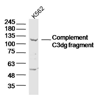 Complement C3dg fragment Rabbit Polyclonal Antibody