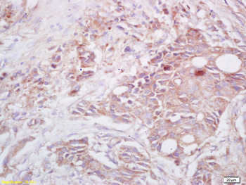 NALP3/CIAS1 Rabbit Polyclonal Antibody