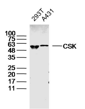 CSK Rabbit Polyclonal Antibody