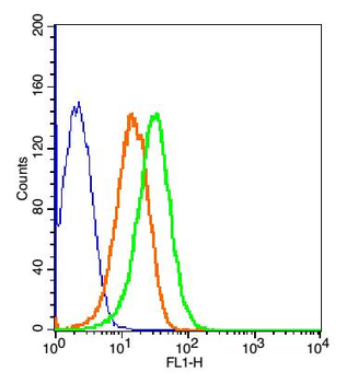 CTLA4 Rabbit Polyclonal Antibody