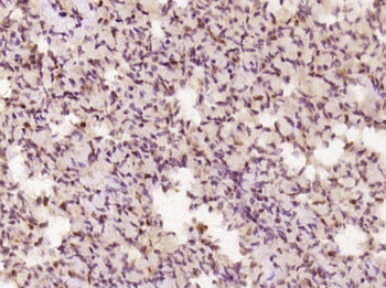 DNA Polymerase lambda Rabbit Polyclonal Antibody