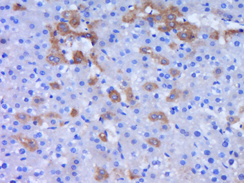 Flotillin 2 Rabbit Polyclonal Antibody