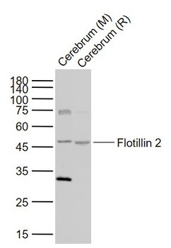 Flotillin 2 Rabbit Polyclonal Antibody