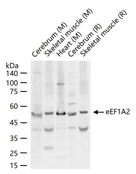 EEF1A2 Rabbit Polyclonal Antibody