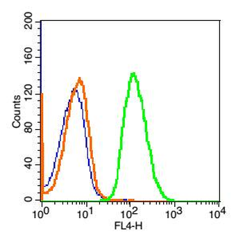 ETV2 Rabbit Polyclonal Antibody