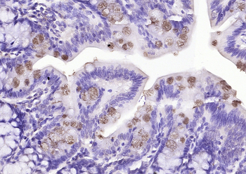 FCGBP Rabbit Polyclonal Antibody