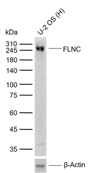 FLNC Rabbit Polyclonal Antibody