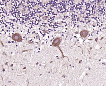 Folate Receptor 4 Rabbit Polyclonal Antibody