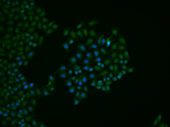 FOXD3 Rabbit Polyclonal Antibody