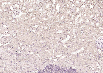 FOXD3 Rabbit Polyclonal Antibody