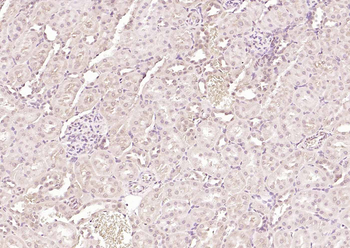FOXD3 Rabbit Polyclonal Antibody