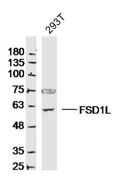 FSD1L Rabbit Polyclonal Antibody
