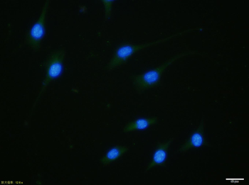 Phospho-GATA3 (Ser162) Rabbit Polyclonal Antibody