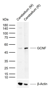 GCNF Rabbit Polyclonal Antibody