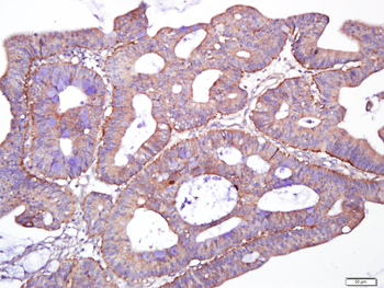 Giantin Rabbit Polyclonal Antibody