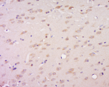 Glutaredoxin 2 Rabbit Polyclonal Antibody