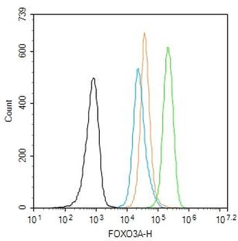 FOXO3A Rabbit Polyclonal Antibody