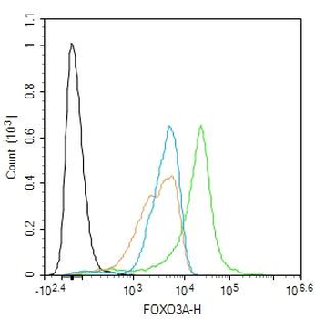 FOXO3A Rabbit Polyclonal Antibody