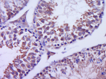 Golgi Complex Rabbit Polyclonal Antibody