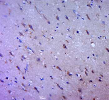 Phospho-Histone H1oo (Ser20) Rabbit Polyclonal Antibody