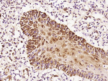 Phospho-ERBB3 (Tyr1276) Rabbit Polyclonal Antibody