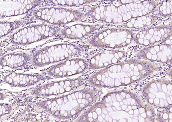 HINT1 Rabbit Polyclonal Antibody