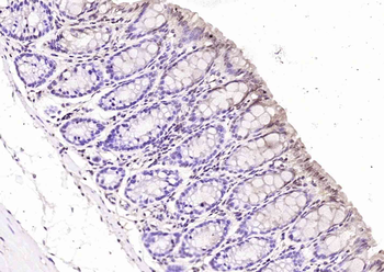HINT1 Rabbit Polyclonal Antibody
