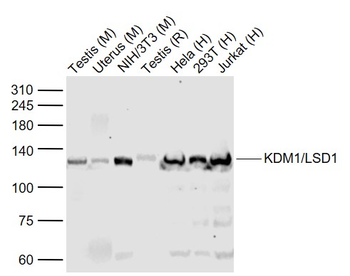 KDM1/LSD1 Rabbit Polyclonal Antibody