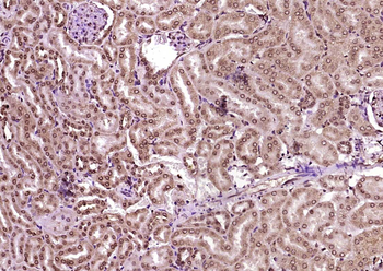 KIBRA Rabbit Polyclonal Antibody