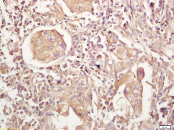 MHC Class II Rabbit Polyclonal Antibody