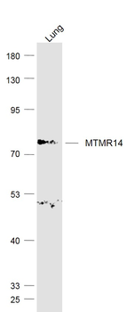 MTMR14 Rabbit Polyclonal Antibody