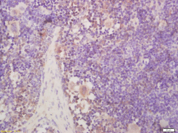 NR0B2 Rabbit Polyclonal Antibody