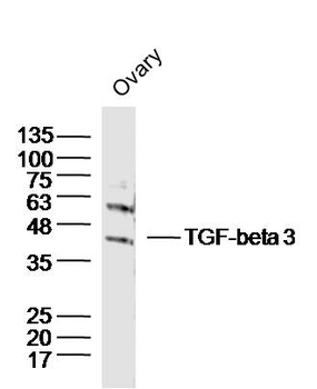 TGF-beta 3 Rabbit Polyclonal Antibody