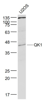 QK1 Rabbit Polyclonal Antibody