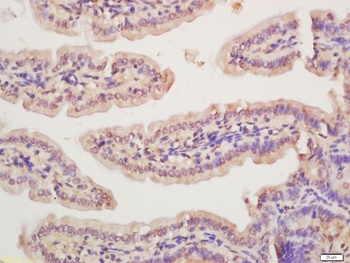 Rad51 Rabbit Polyclonal Antibody