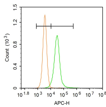 RIM2 Rabbit Polyclonal Antibody