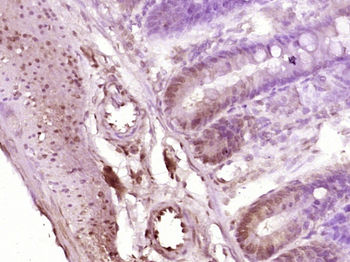 STAT1 Rabbit Polyclonal Antibody