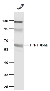 TCP1 alpha Rabbit Polyclonal Antibody