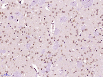 UNCX Rabbit Polyclonal Antibody