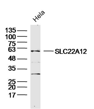 SLC22A12 Rabbit Polyclonal Antibody